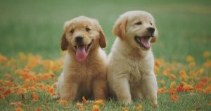 Top 15 Most Popular Dog Breeds