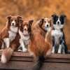 Top 15 Most Popular Dog Breeds