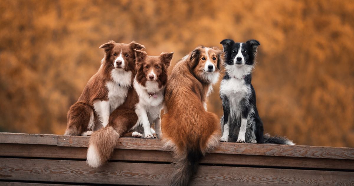 Top 15 Most Popular Dog Breeds