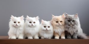 15 Best Cat Breeds 